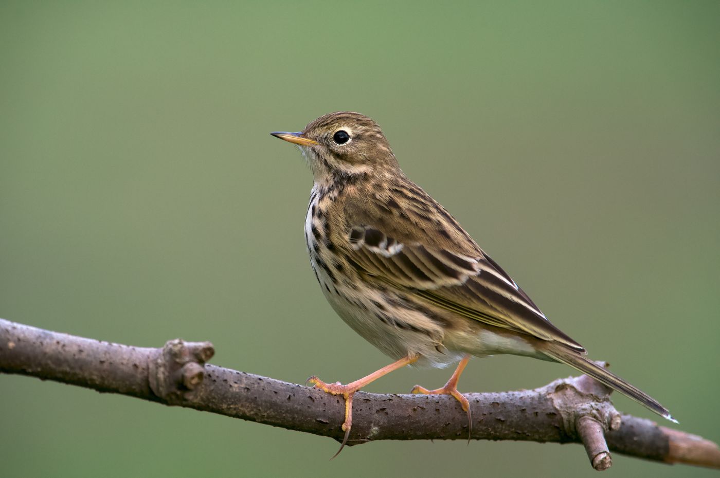 Big Farmland Bird Count 2024, you can help!